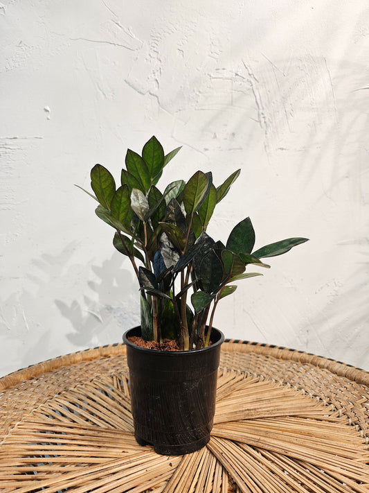 zz Plant, Zanzibar Gem (Zamioculcas zamiifolia) in a 5 inch pot. Indoor plant for sale by Promise Supply for delivery and pickup in Toronto