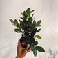 Supernova ZZ Plant (Zamioculcas zamiifolia) in a 5 inch pot. Indoor plant for sale by Promise Supply for delivery and pickup in Toronto