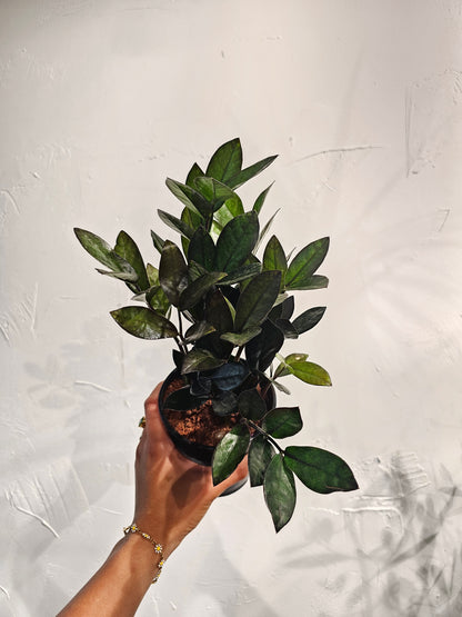 Supernova ZZ Plant (Zamioculcas zamiifolia) in a 5 inch pot. Indoor plant for sale by Promise Supply for delivery and pickup in Toronto