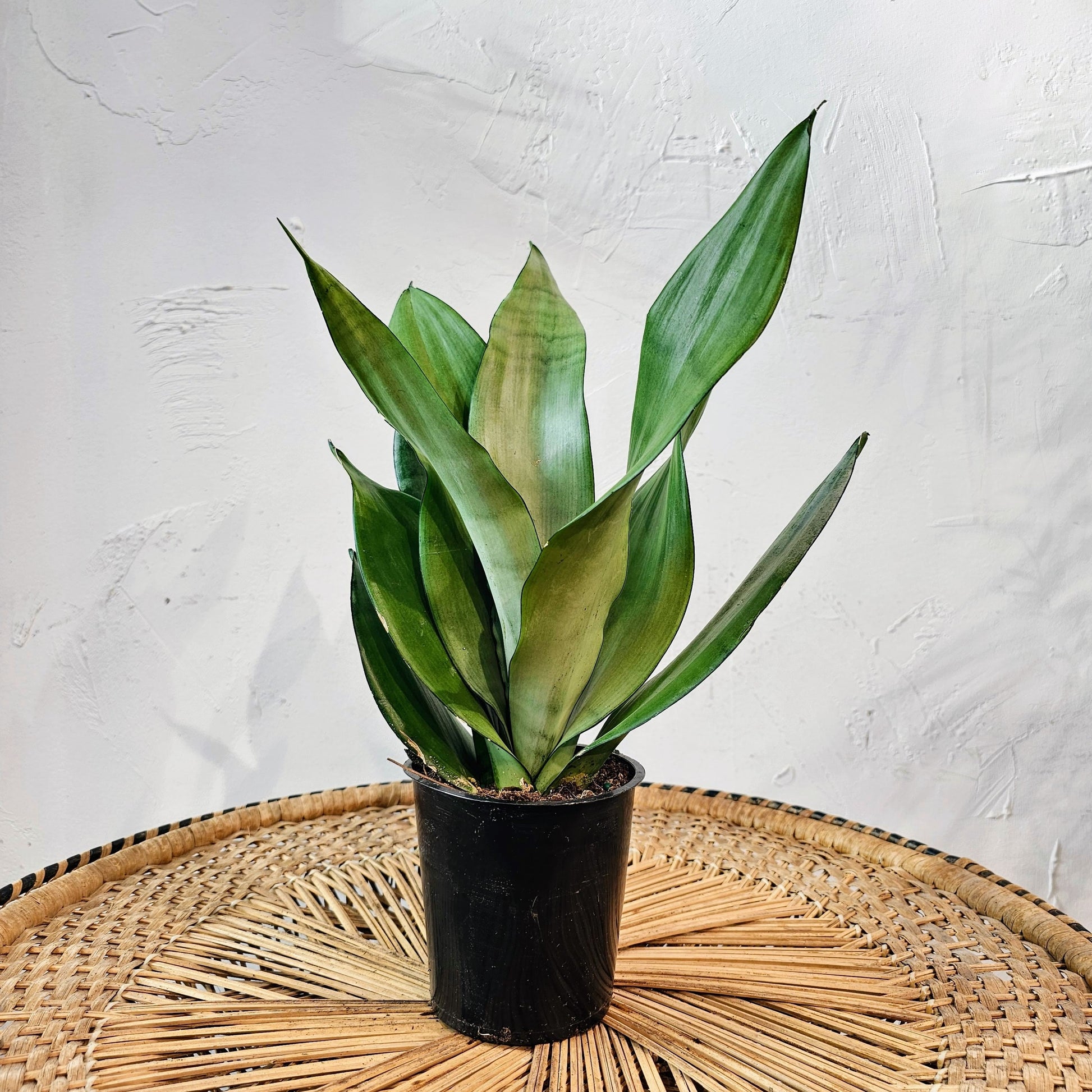 Snake Plant (Sansevieria trifasciata) in a 5 inch pot. Indoor plant for sale by Promise Supply for delivery and pickup in Toronto