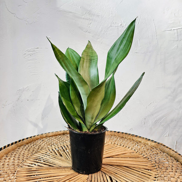 Moonshine Snake Plant: Sansevieria - 5