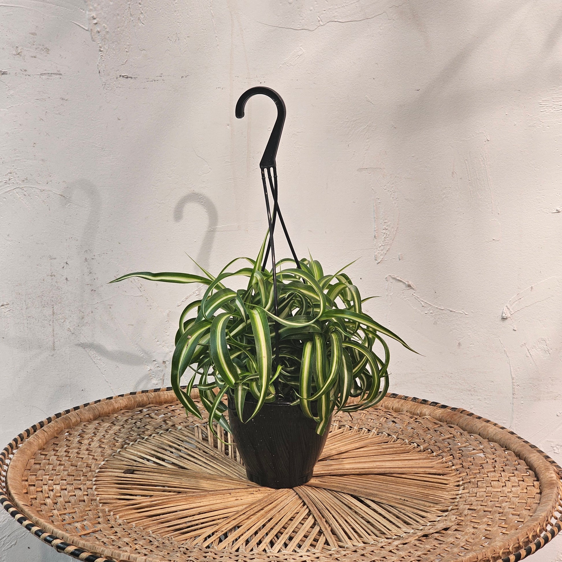 curly hanging plant Curly Bonnie Spider Plant - 5" Pot