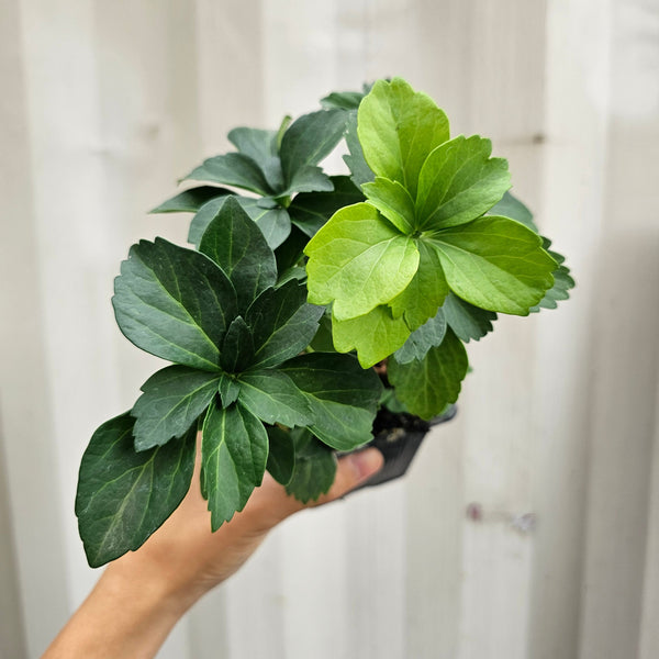 Japanese Spurge: Pachysandra terminalis - 9PT – Promise Supply