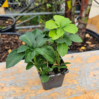 Japanese Spurge: Pachysandra terminalis