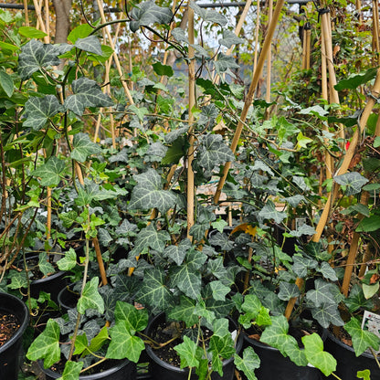 Baltic Ivy: Hedera helix 'Baltica'