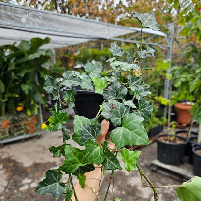 Baltic Ivy: Hedera helix 'Baltica'