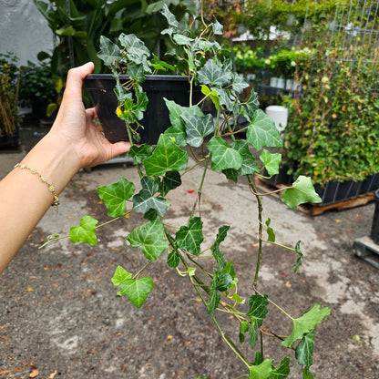 Baltic Ivy: Hedera helix 'Baltica'