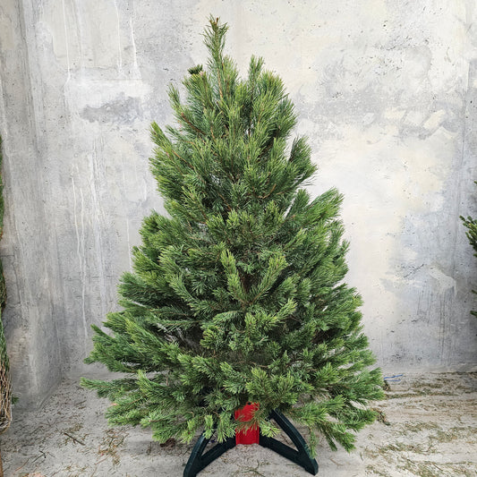 Christmas Tree: Christmas Pine - Fresh Cut Tree