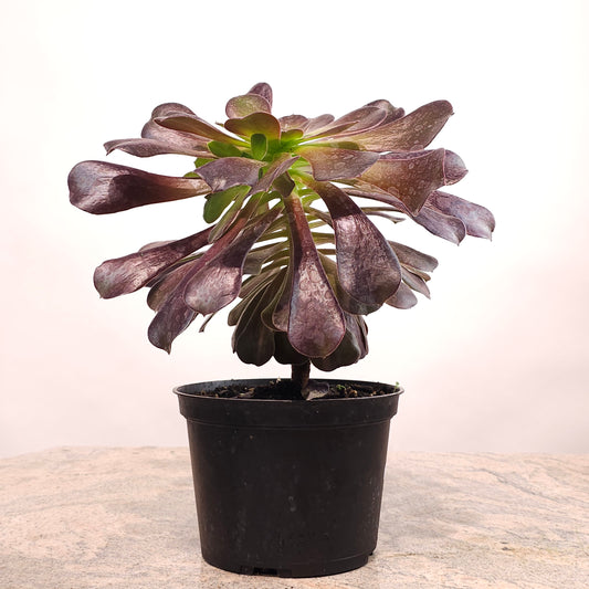 Black Rose: Aeonium nigrum - 6 inch pot — indoor plant — indoor plant for sale by Promise Supply for delivery and pickup in Toronto.