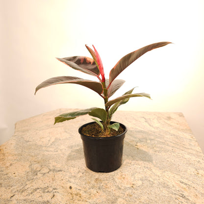 Ruby Rubber Plant: Ficus elastica - 5 inch pot