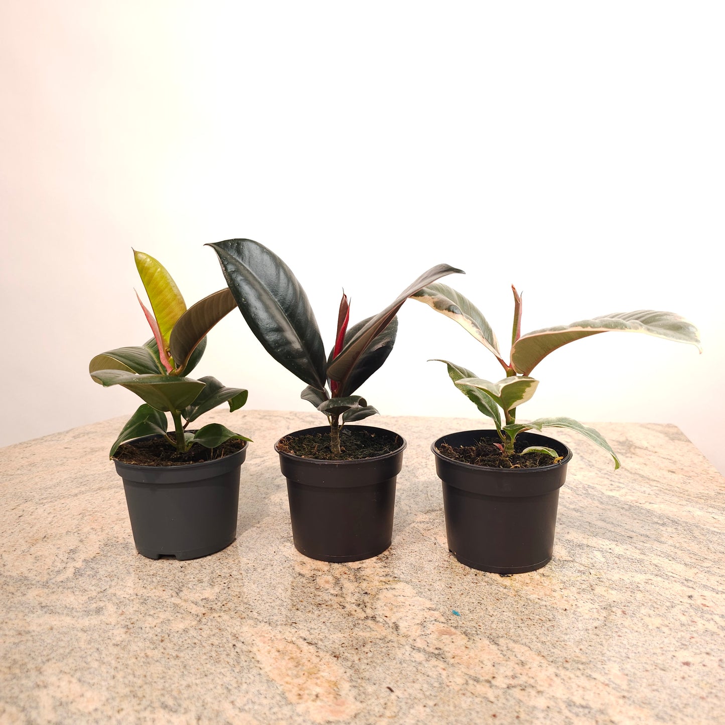 Burgundy Rubber Plant: Ficus elastica - 4 inch pot