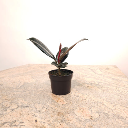 Burgundy Rubber Plant: Ficus elastica - 4 inch pot