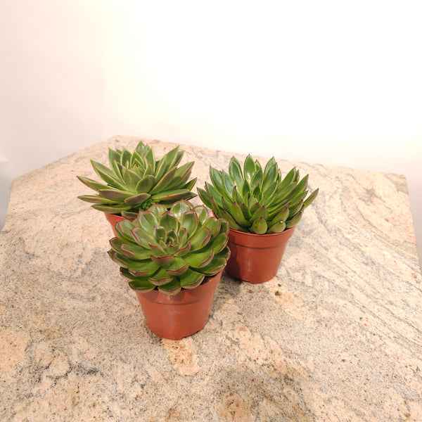 Assorted Echeveria - 5
