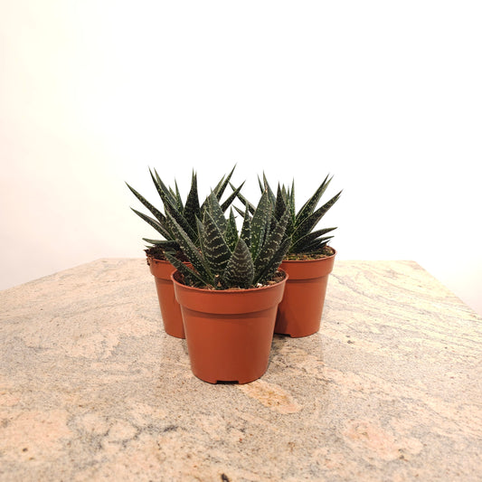 Assorted Haworthia/Gasteria - 5 inch pot