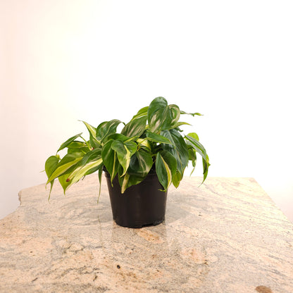 Brasil Heart Leaf: Philodendron cordatum - 5 inch pot