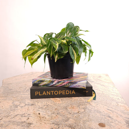 Brasil Heart Leaf: Philodendron cordatum - 5 inch pot