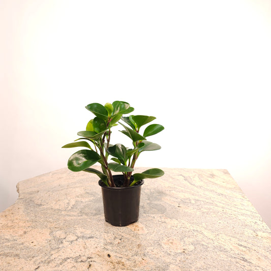 Baby Rubber Plant: Peperomia obtusifolia - 4 inch pot