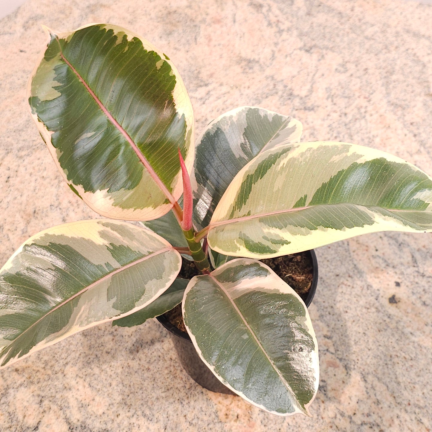 Tineke Rubber Plant: Ficus elastica - 4 inch pot