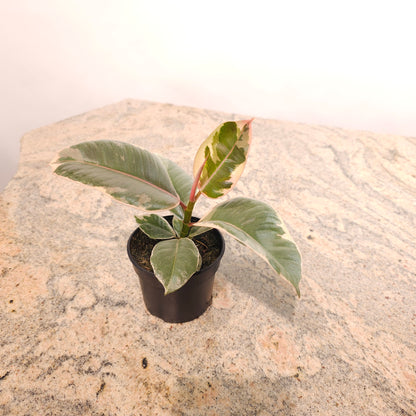 Tineke Rubber Plant: Ficus elastica - 4 inch pot