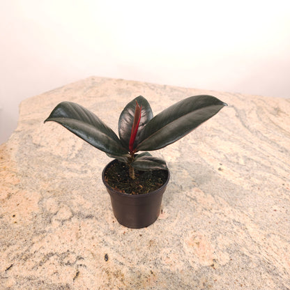 Burgundy Rubber Plant: Ficus elastica - 4 inch pot