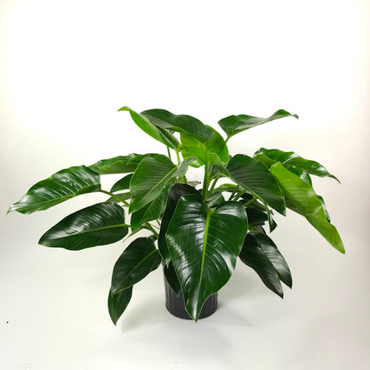 Green Congo: Philodendron hederaceum - 14 inch pot