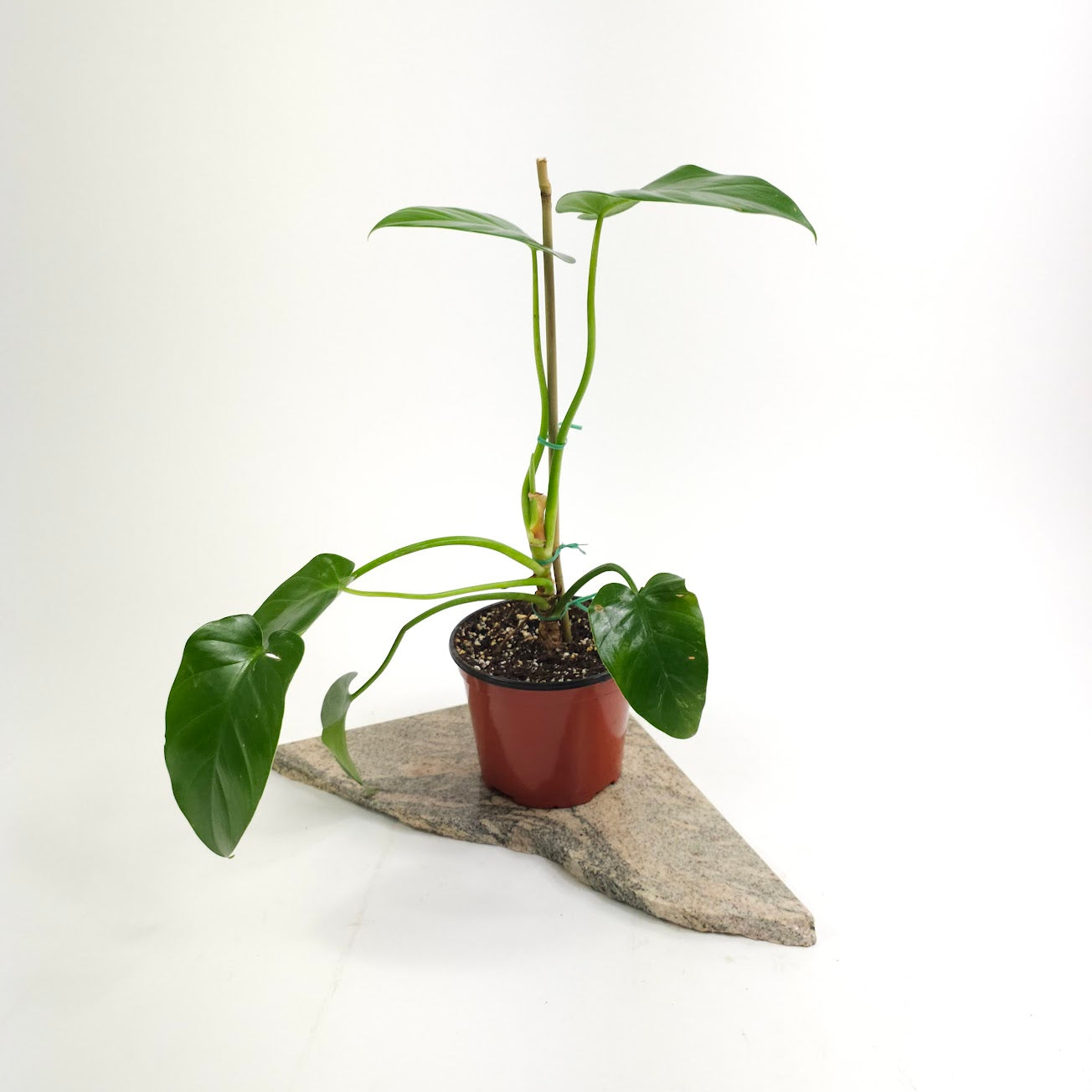 Elephant Ear: Philodendron giganteum - 6 inch pot