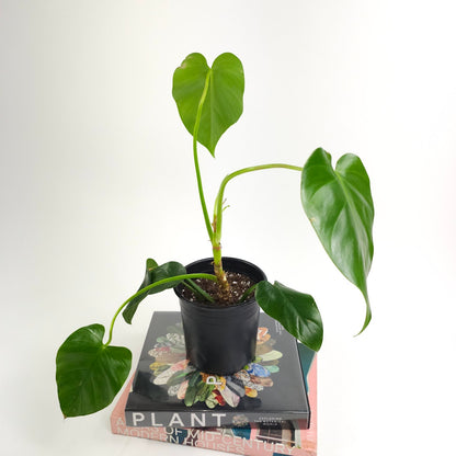 Elephant Ear: Philodendron giganteum - 6 inch pot