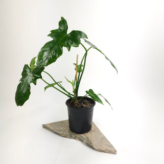 Philodendron 'Lime Fiddle' - 6 inch pot *Collector Plant*