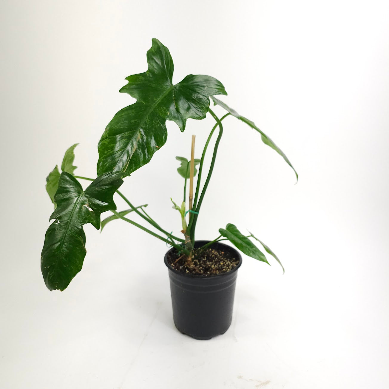 Philodendron 'Lime Fiddle' - 6 inch pot *Collector Plant*