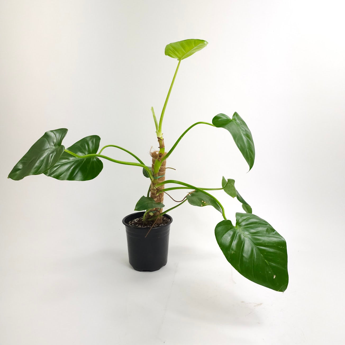 Elephant Ear: Philodendron giganteum - 6 inch pot