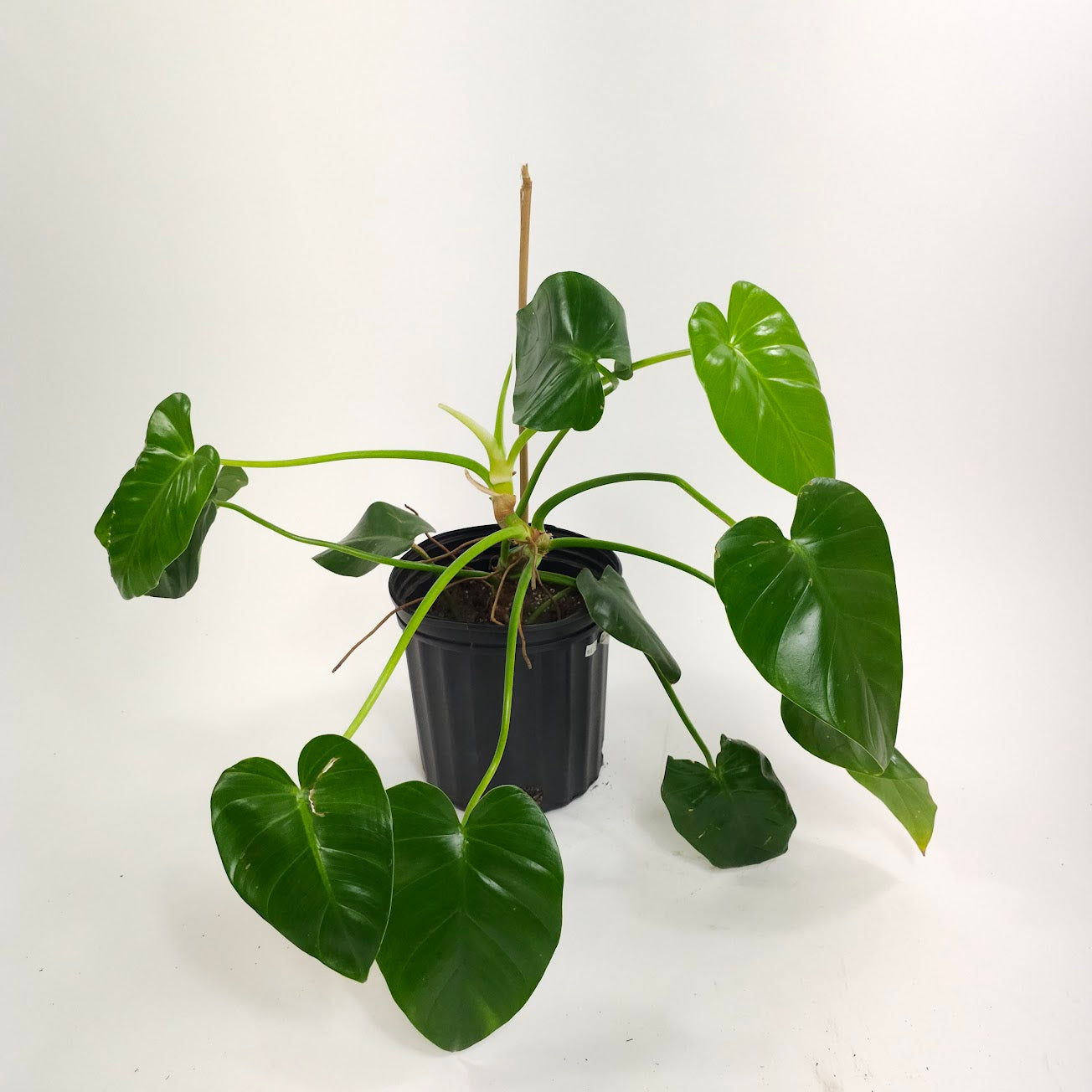 Staked Elephant Ear: Philodendron giganteum - 10 inch pot