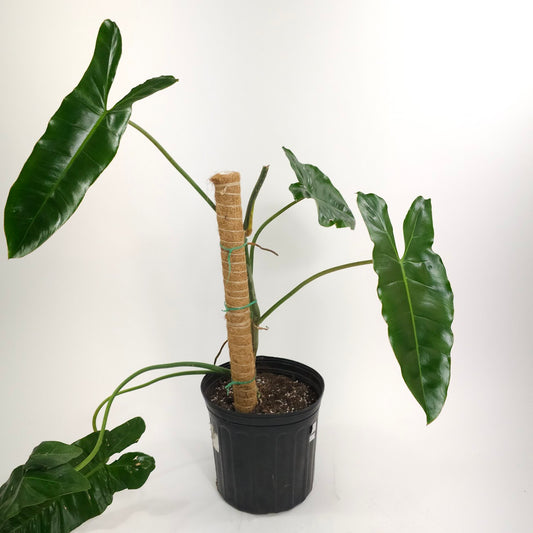 Green Paraiso Verde: Philodendron spp. - 10 inch pot *Collector Plant*