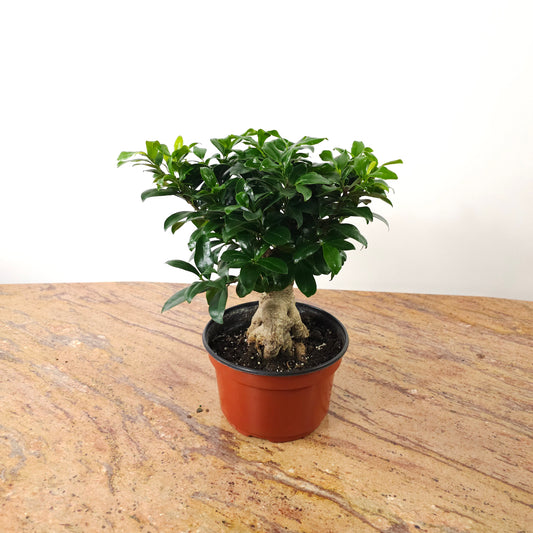 Ginseng Ficus Bonsai: Ficus retusa - 8 inch pot