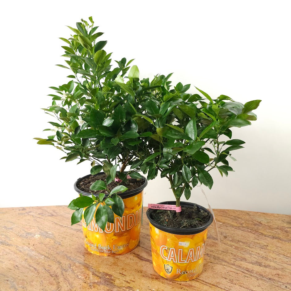 Calamansi/Calamondin Bush: Citrofortunella microcarpa - 10 inch pot - 2-3 foot tall