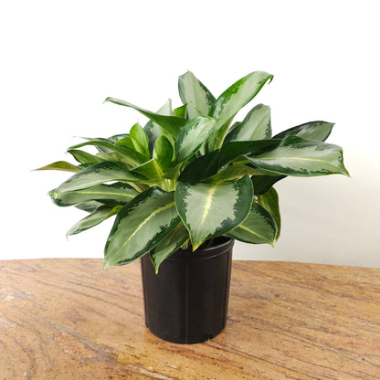 Chinese Evergreen 'Silver Blue': Aglaonema ssp - 10 inch pot