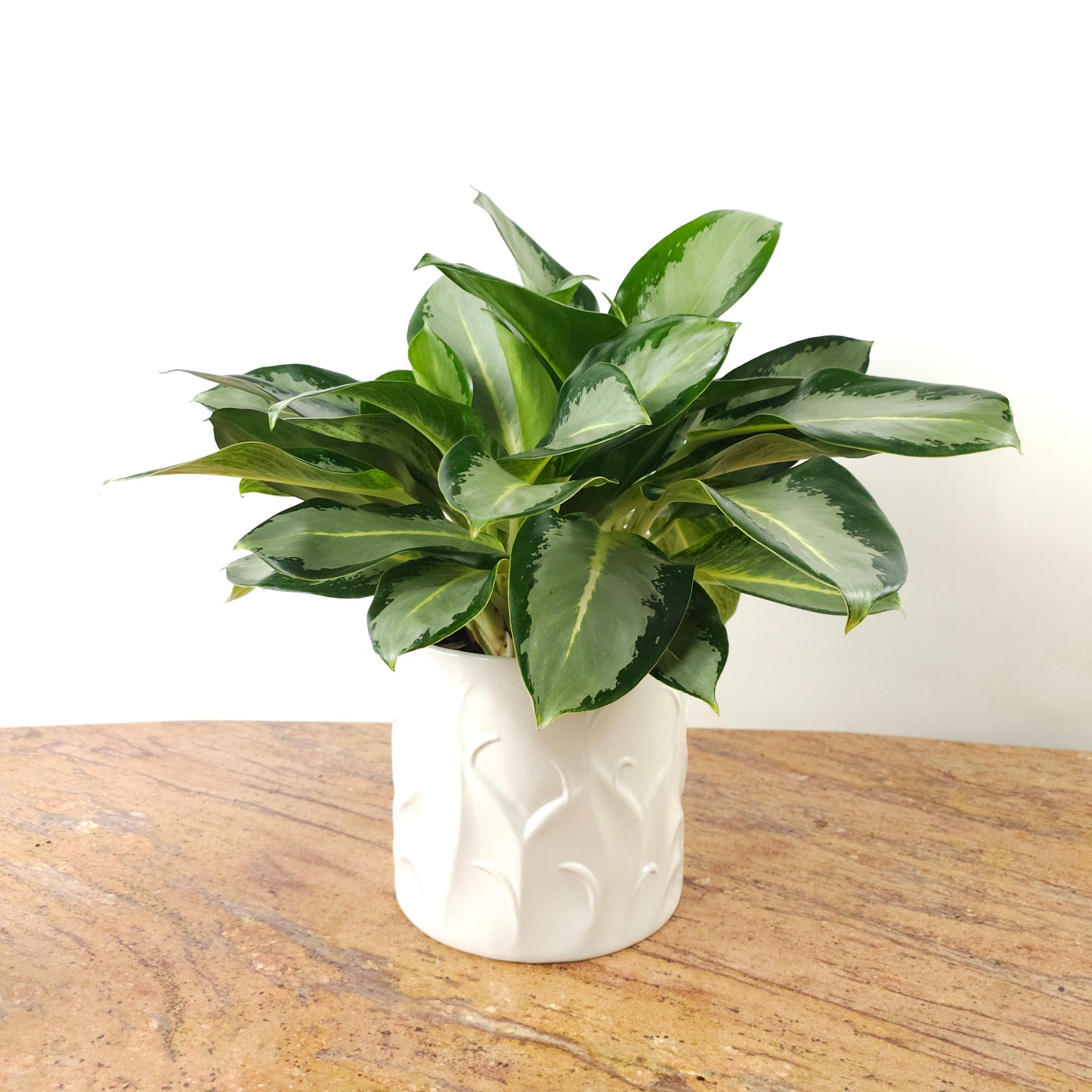 Chinese Evergreen 'Silver Blue': Aglaonema ssp - 10 inch pot