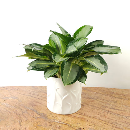 Chinese Evergreen 'Silver Blue': Aglaonema ssp - 10 inch pot