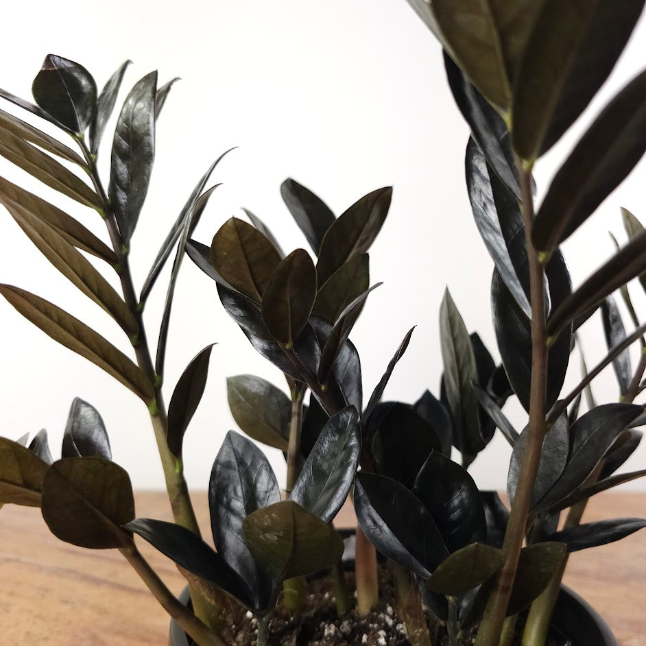 Black ZZ Plant: Zamioculcas zamiifolia 'Raven' - 6 inch pot