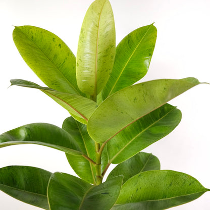 Moonshine Ficus: Ficus elastica 'Shivereana' - 8 inch pot - 3 foot tall