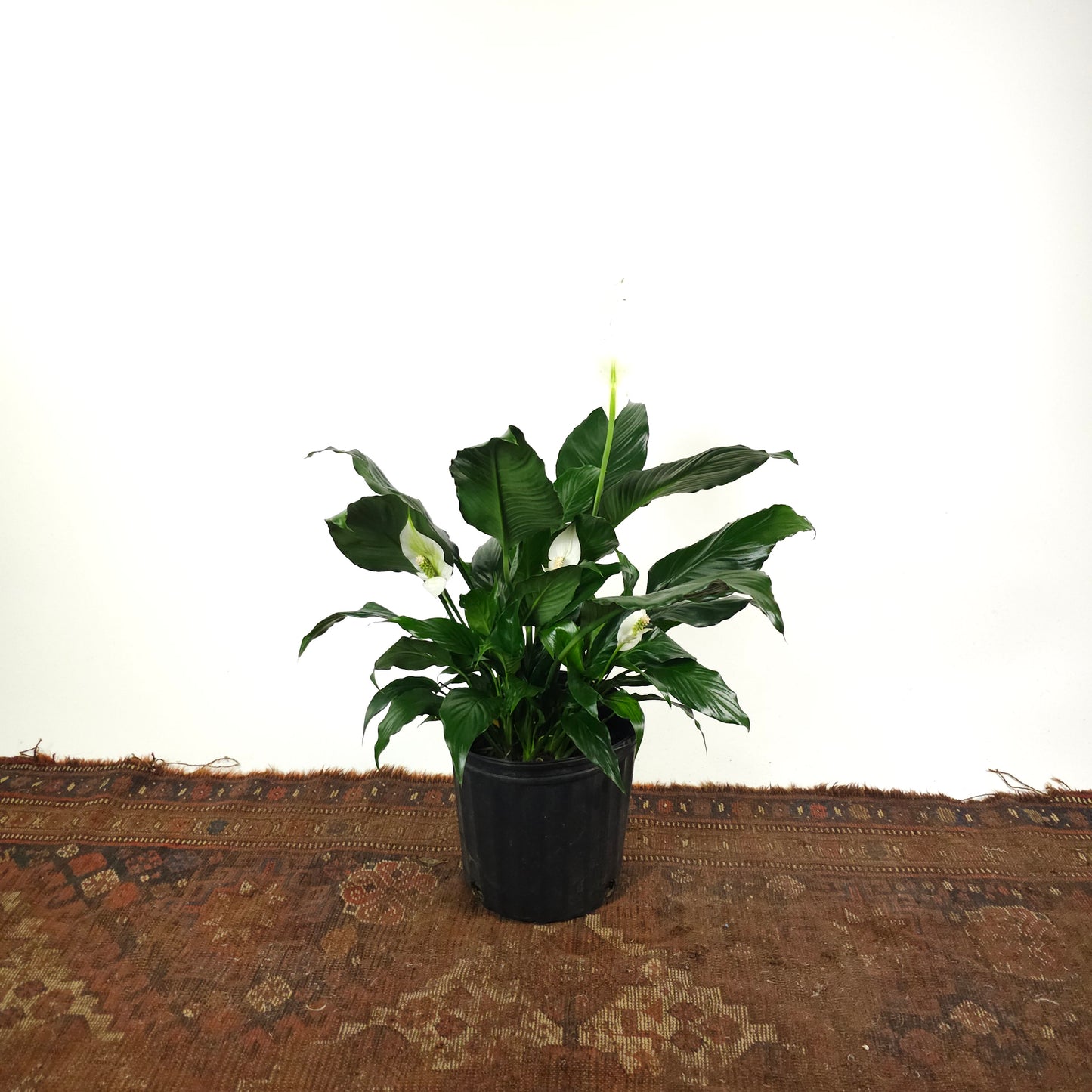 Peace Lily: Spathiphyllum - 10 inch pot - 2-3 foot tall