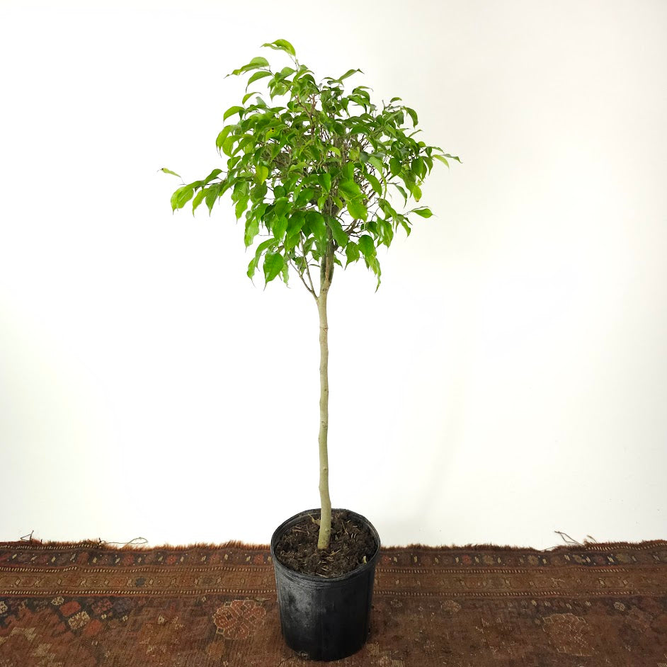 Weeping Fig Tree: Ficus benjamina - 10 inch pot - 4-4.5 tall