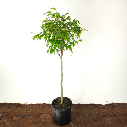 Weeping Fig Tree: Ficus benjamina - 10 inch pot - 4-4.5 tall — indoor plant — indoor plant for sale by Promise Supply for delivery and pickup in Toronto.