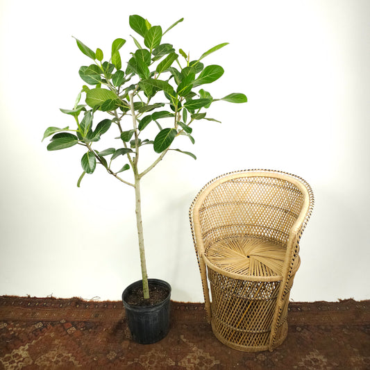 Ficus Audrey Tree: Ficus benghalensis - 10 inch pot - 3-5.5 foot tall