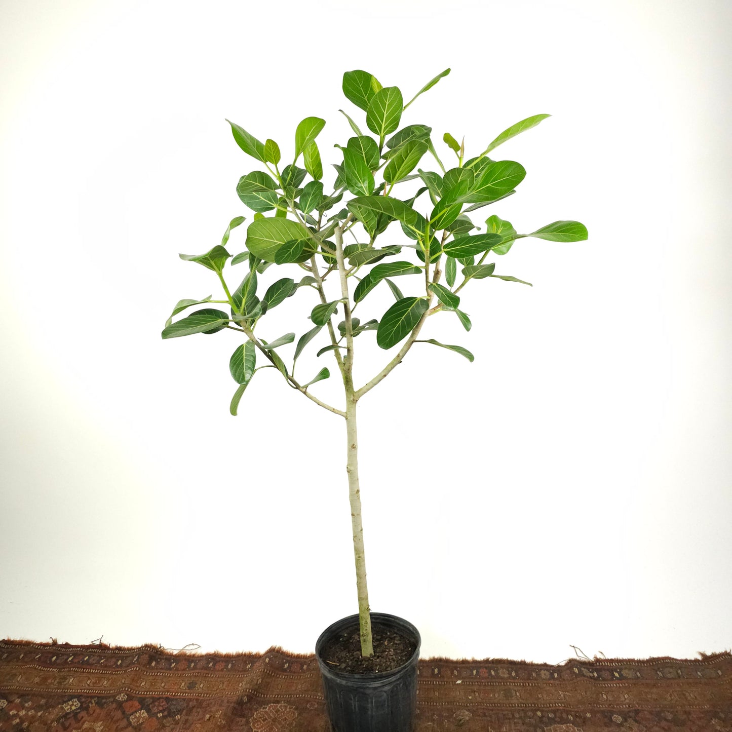 Ficus Audrey Tree: Ficus benghalensis - 10 inch pot - 3-5.5 foot tall