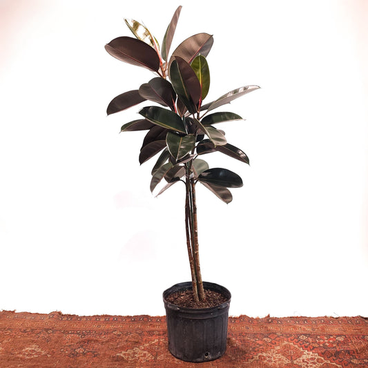 Burgundy Rubber Tree: Ficus elastica - 14 inch pot - 5.5-6 foot tall