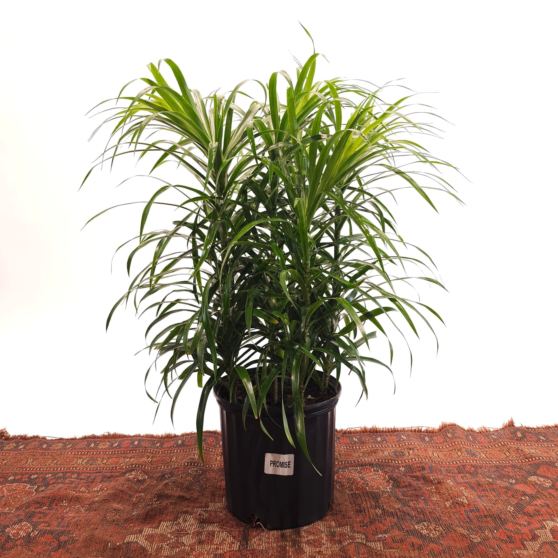 dracaena pleomele anita Medusa Bush: Dracaena Reflexa - 10" Pot