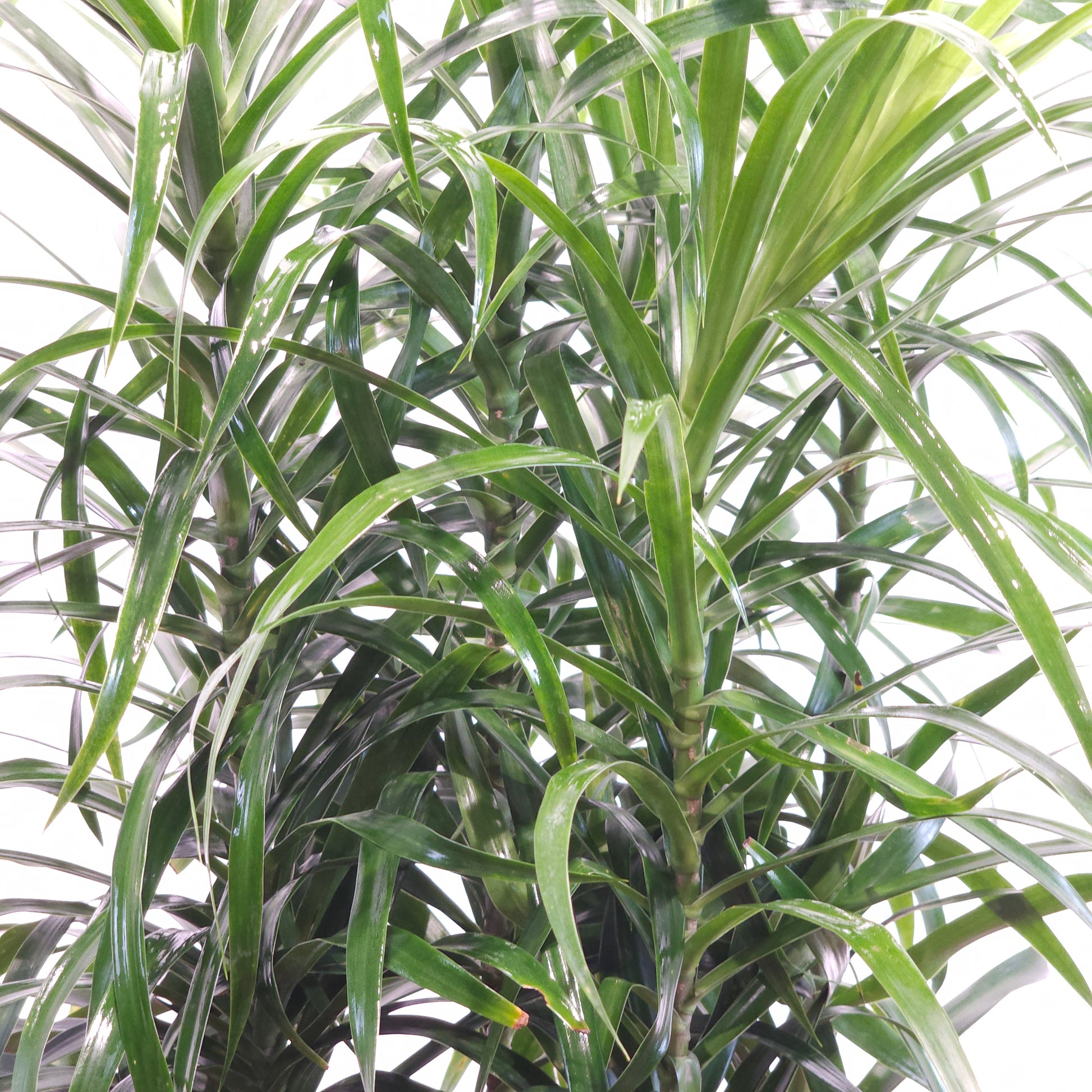 dracaena reflexa anita Medusa Bush: Dracaena Reflexa - 10" Pot