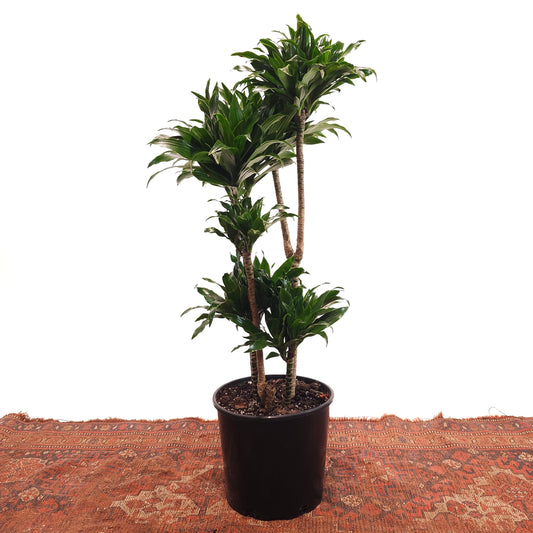 Pom Pom Janet Craig: Dracaena fragrans 'Compacta' - 10 inch pot - 3 foot tall