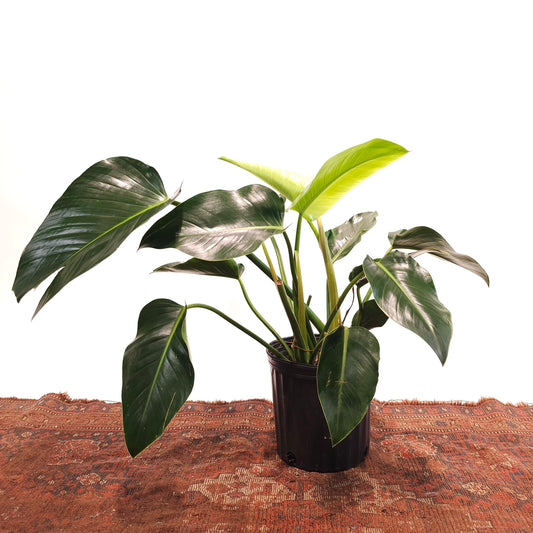 Green Congo: Philodendron hederaceum - 10 inch pot