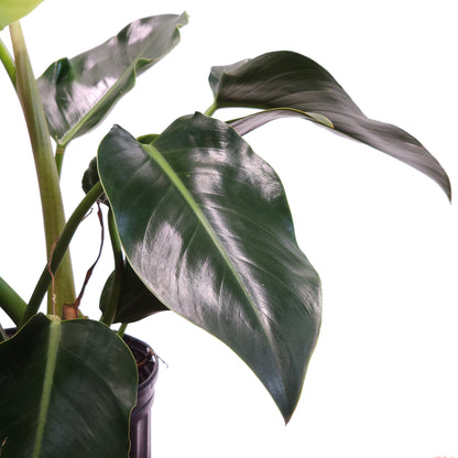 Green Congo: Philodendron hederaceum - 10 inch pot